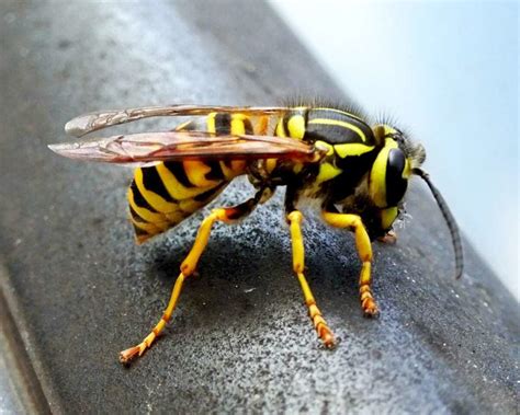  Yellowjacket! Kanske den mest missförstådda insekten i din trädgård