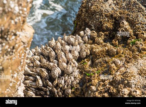  Barnacles! Encased Architects of the Intertidal Zone