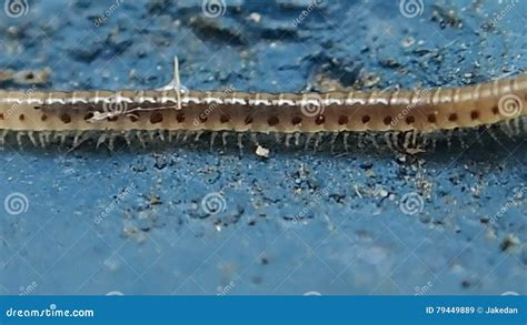  Brandt´s Millipede: Unveiling the Secrets of This Delightfully Slow-Moving and Surprisingly Resilient Arthropod!