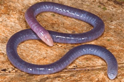  Caecilian! En grottbeboare som även är en mästare i tunnelgrävande