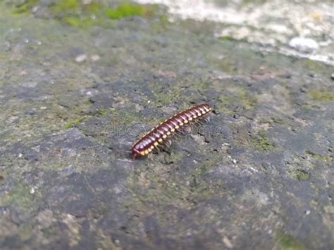  Diplopoda: Ett mystiskt kryp med många ben som älskar att gömma sig i mörkret!