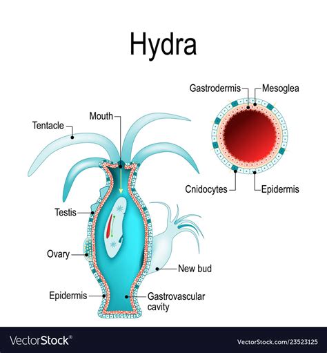  Drakenhuvudet: En fascinerande hydrozo som simmar genom vattnet med en dans av eleganta tentakelrörelser!