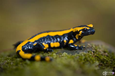  Fire Salamander: Hur kan en så liten varelse vara både giftig och otroligt vacker?