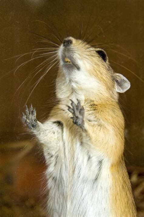  Gerbil! Känna till den söta krabaten som älskar att gräva och gömma mat under sina små tassars beskydd.