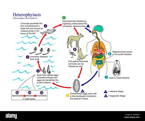 Heterophyes Heterophyes: En Parasytisk Platmask Med En Svaghet För Fisk Och En Stort Åtrå Från De Nödtörstiga