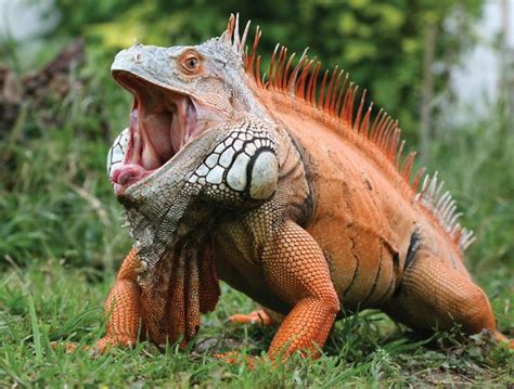  Iguana - Den fascinerande ödlan med ett liv som är lika varmt som dess hemland!