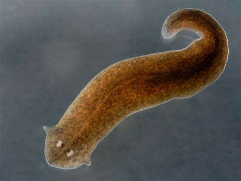  Intestinal Worms: Discover the Thrilling World of the Inland Planarian