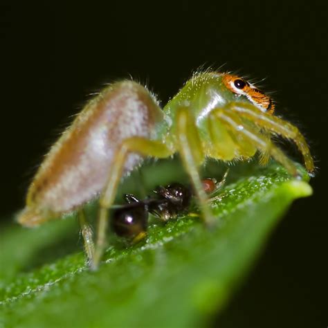  Ischnochloa: En fristående spindel som lever i en symbiotisk relation med växter för att fånga sitt byte!