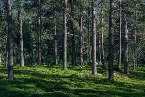  Jouaniolus! En Skog av Pseudopodier Med En Mycket Speciell Livsstil