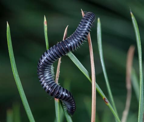  Julid - En Fängslande Myriapod Med Världsomspännande Habitat och En Fascinerande Livsstil!