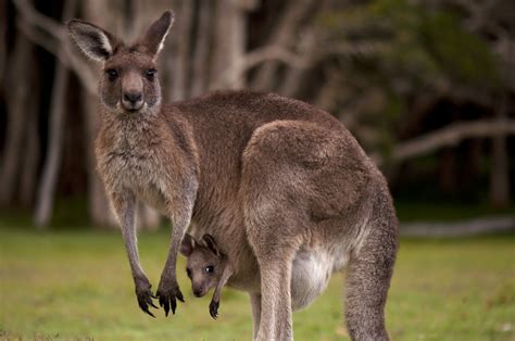  Känguru – Ett marsupial med en studsande personlighet som älskar att kicka bakåt i livet!