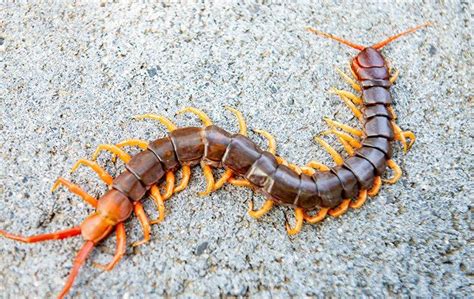  Lesser Centipede: A Crawling Marvel With Legs for Days That Loves to Eat Decaying Matter!