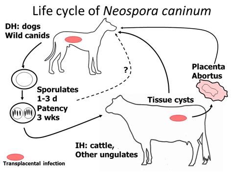  Neospora caninum: En parasit som påverkar både hundar och nötkreatur!