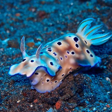   Nudibranch: Discover This Colorful Sea Slug With Remarkable Defensive Capabilities!