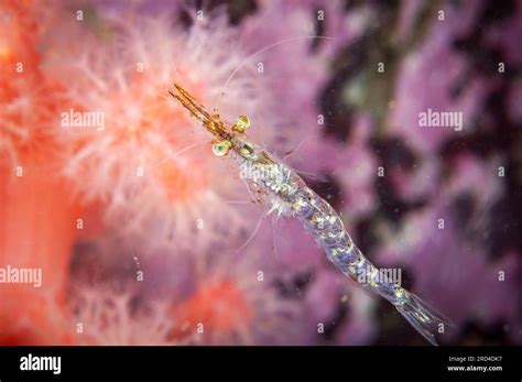  Opossum Shrimp: Upptäck den Transparenta Skapelsen som Glider i djupet!