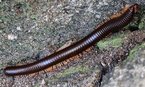  Order Millipeds! Meet This Remarkable Creature With Thousands of Legs