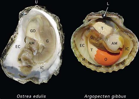  Pecking Oyster: Can This Shellfish With Its Intricate Internal Structure Really Hold The Ocean Together?