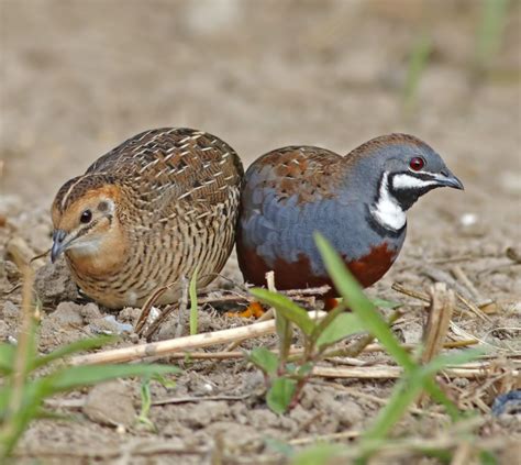  Quail! Den lilla fågeln som lever ett liv full av överraskningar trots sin beskedliga storlek