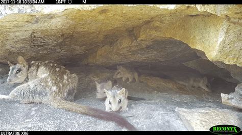  Quoll! Den Små Växande Mördares Gömda Liv I Australiens Bush