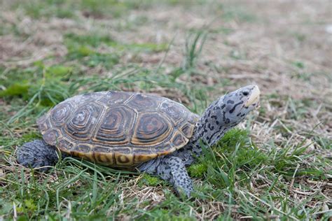 Terrapin! Lär känna den fascinerande reptilen som är både solälskande och en utmärkt simmare.