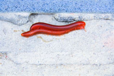  Ungula Den fascinerande millipeden som lever ett liv av skuggiga glädjeämnen!