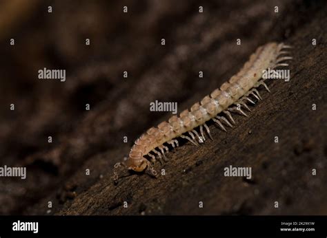  Wangburk - En Myriapoder Med Förtrollande Mångben Och en Lätt Lukt av Gammal Bok!