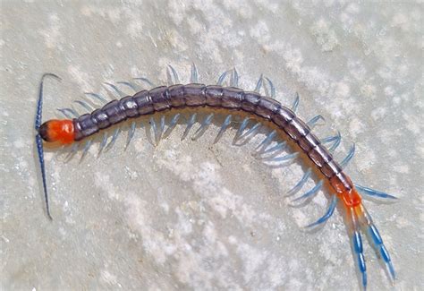  Warmly Welcoming the Wonderful World of the Woodland Centipede: An Invertebrate Explorer Unveiling Secrets Through Thousand Legs!