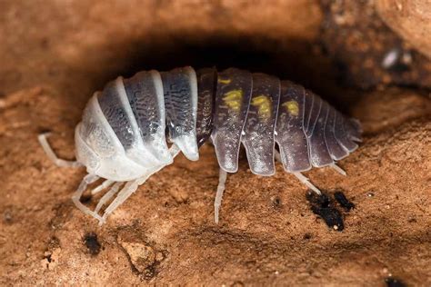  Woodlouse! A Tiny Terrestrial Crustacean That Reminds Us We Are Not Alone