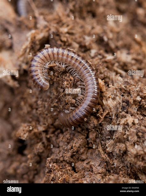  WORM-Millipede:  Uppsugande Munnar och en Värld av Mögel!