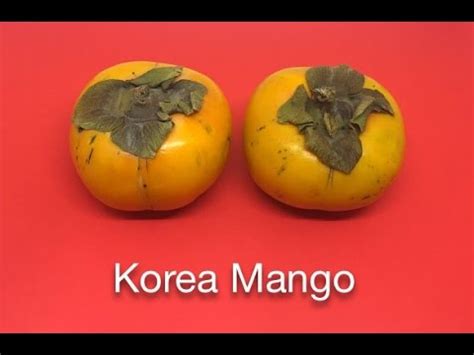 www.mango.35: 한국의 망고 열풍과 문화적 수용