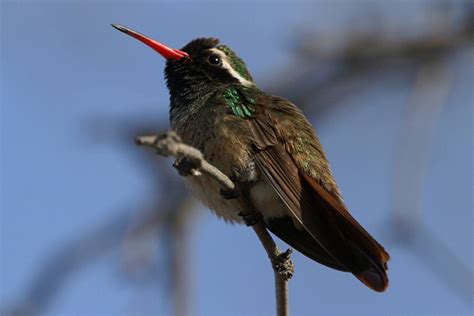  Xantus's Hummingbird - Den Lilla Kämpe Med En Gigantisk Aptit!