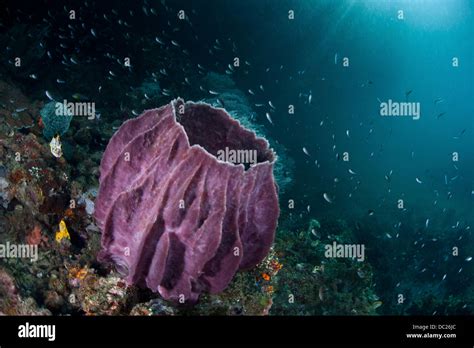  Xenospongia! En svamp som lever på djupet och är ett fantastiskt exempel på marinbiodiversitet.