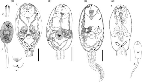   Xiphidiocercariae - Parasites som lever i två världar! 