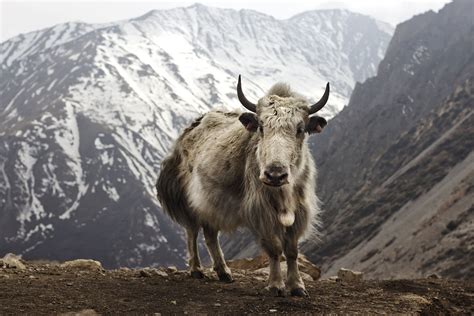  Yak! En mystisk asiatisk ko med en historia lika lång som Himalaya