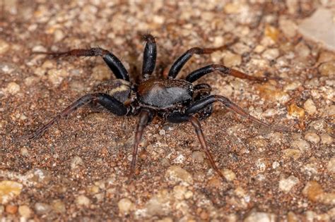  Zodariidae Spindlar – Den lilla Spindeln som Gör Ett Stort Intryck i Ekystemen!