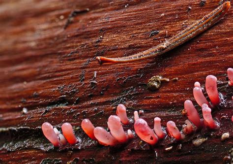 Zoomooch! A Single-Celled Enigma with Both Slime Mold Traits and Amoeboid Characteristics