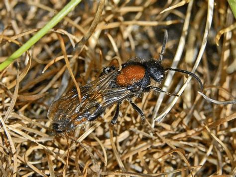  Zygophyllum - En Parasit som Lyser upp Mikrokosmos med sin Inre Skönhet!